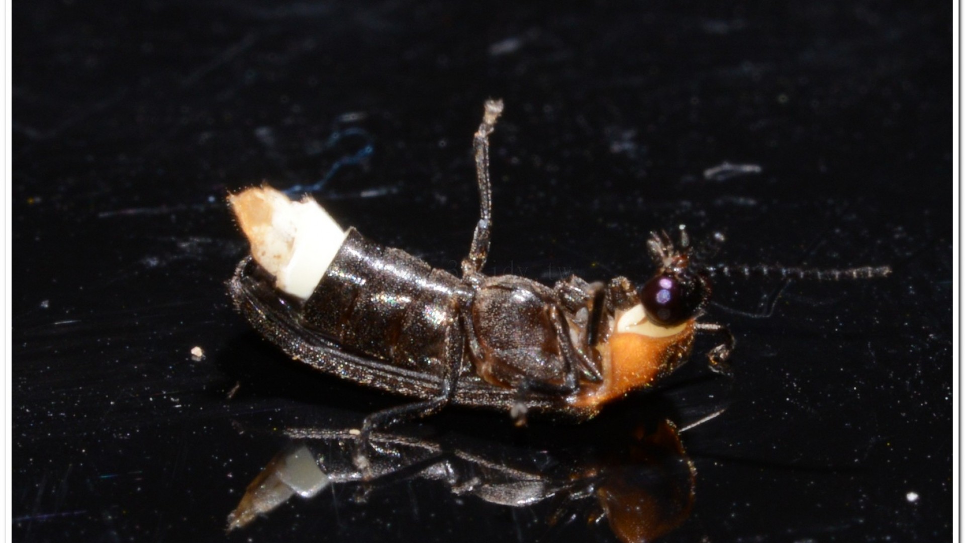 梭德氏脈翅螢(Curtos sauteri)