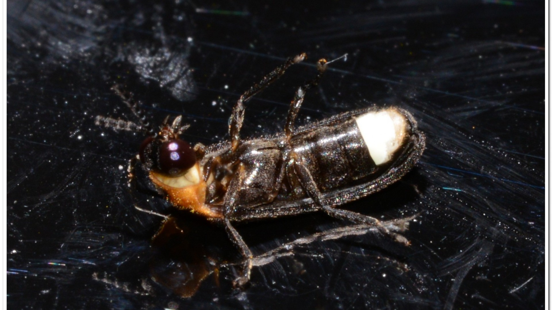 梭德氏脈翅螢(Curtos sauteri)