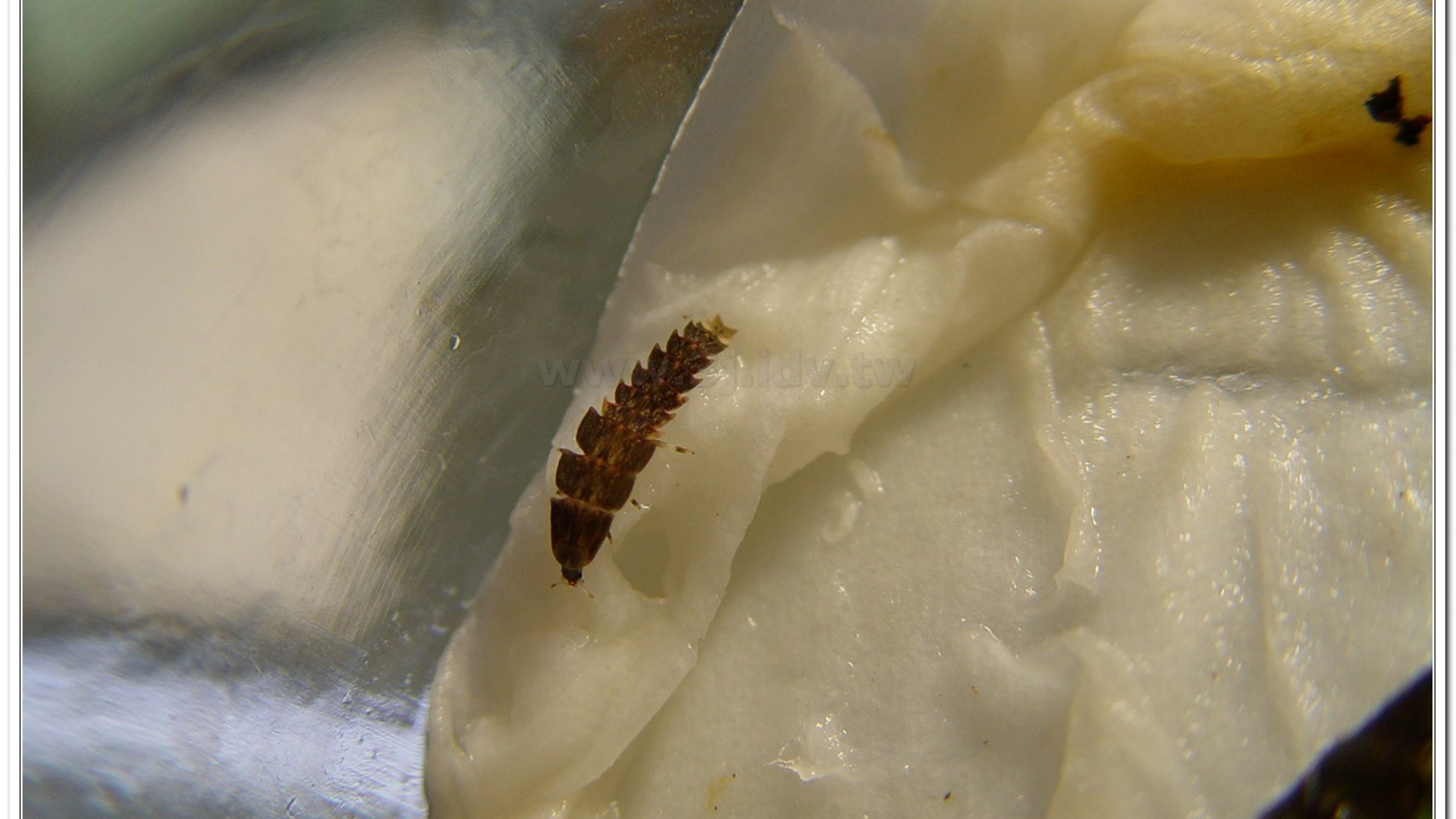 蓬萊短角窗螢( Diaphanes formosus Olivier)