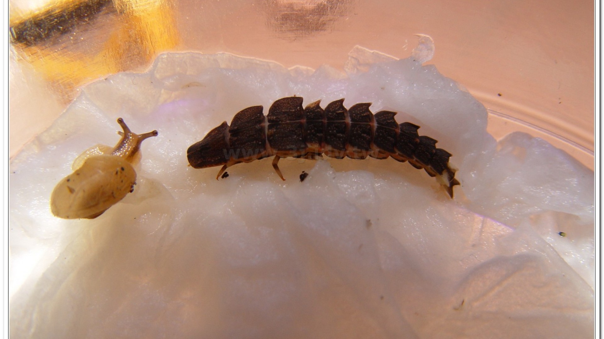 蓬萊短角窗螢( Diaphanes formosus Olivier)