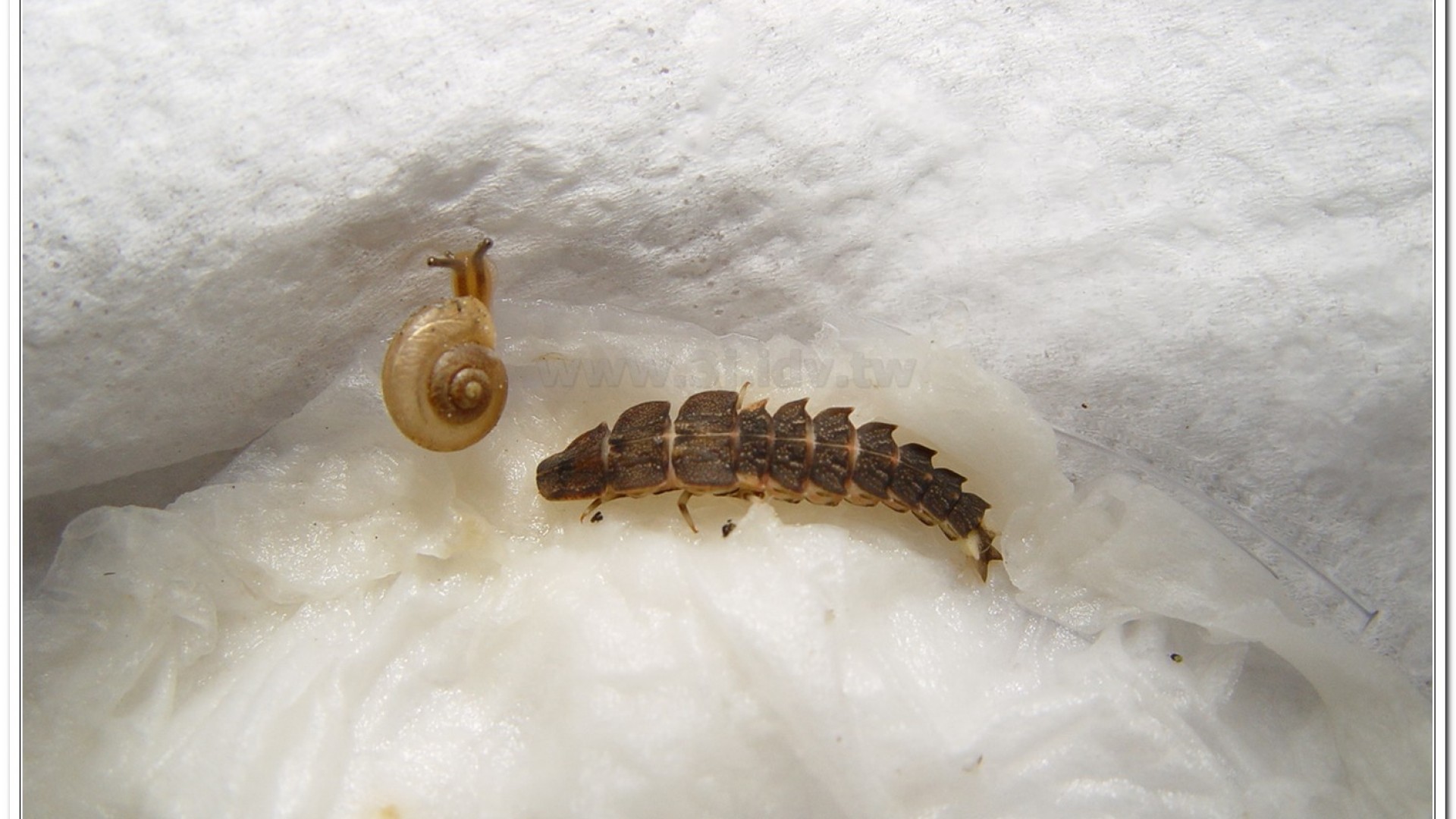 蓬萊短角窗螢( Diaphanes formosus Olivier)