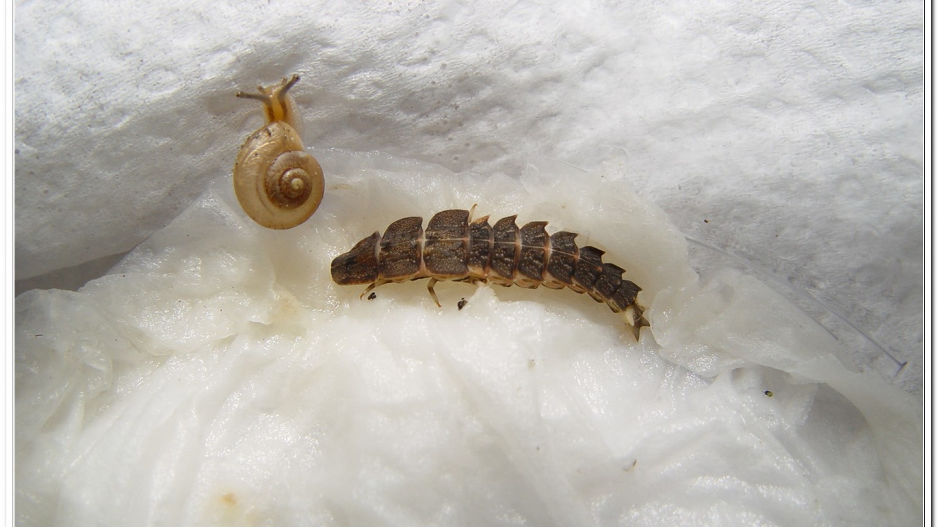 蓬萊短角窗螢( Diaphanes formosus Olivier)