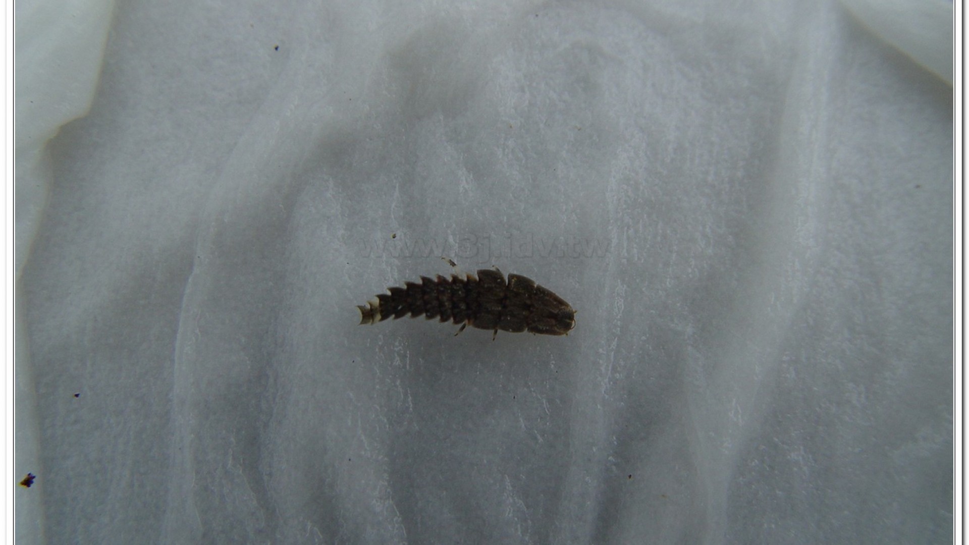 蓬萊短角窗螢( Diaphanes formosus Olivier)