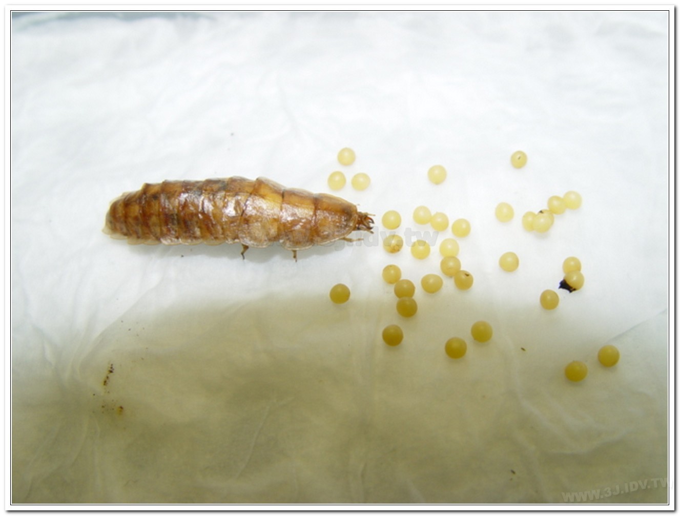 雲南扁螢(Lucidina accensa)