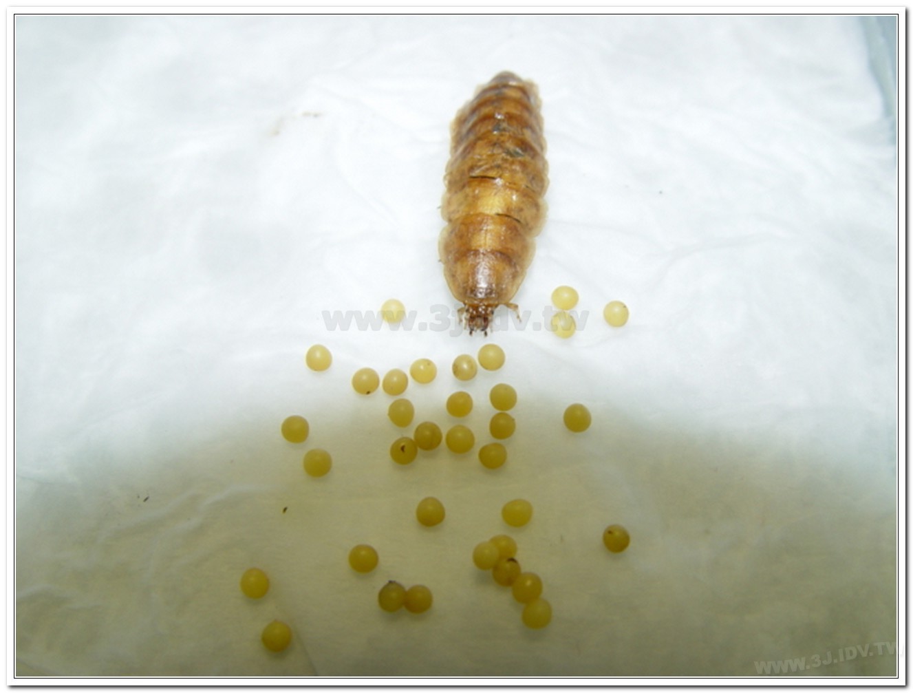 雲南扁螢(Lucidina accensa)