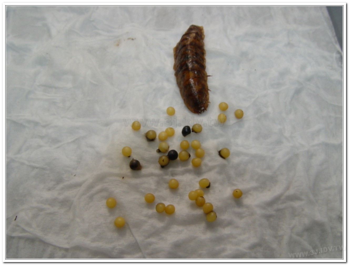 雲南扁螢(Lucidina accensa)