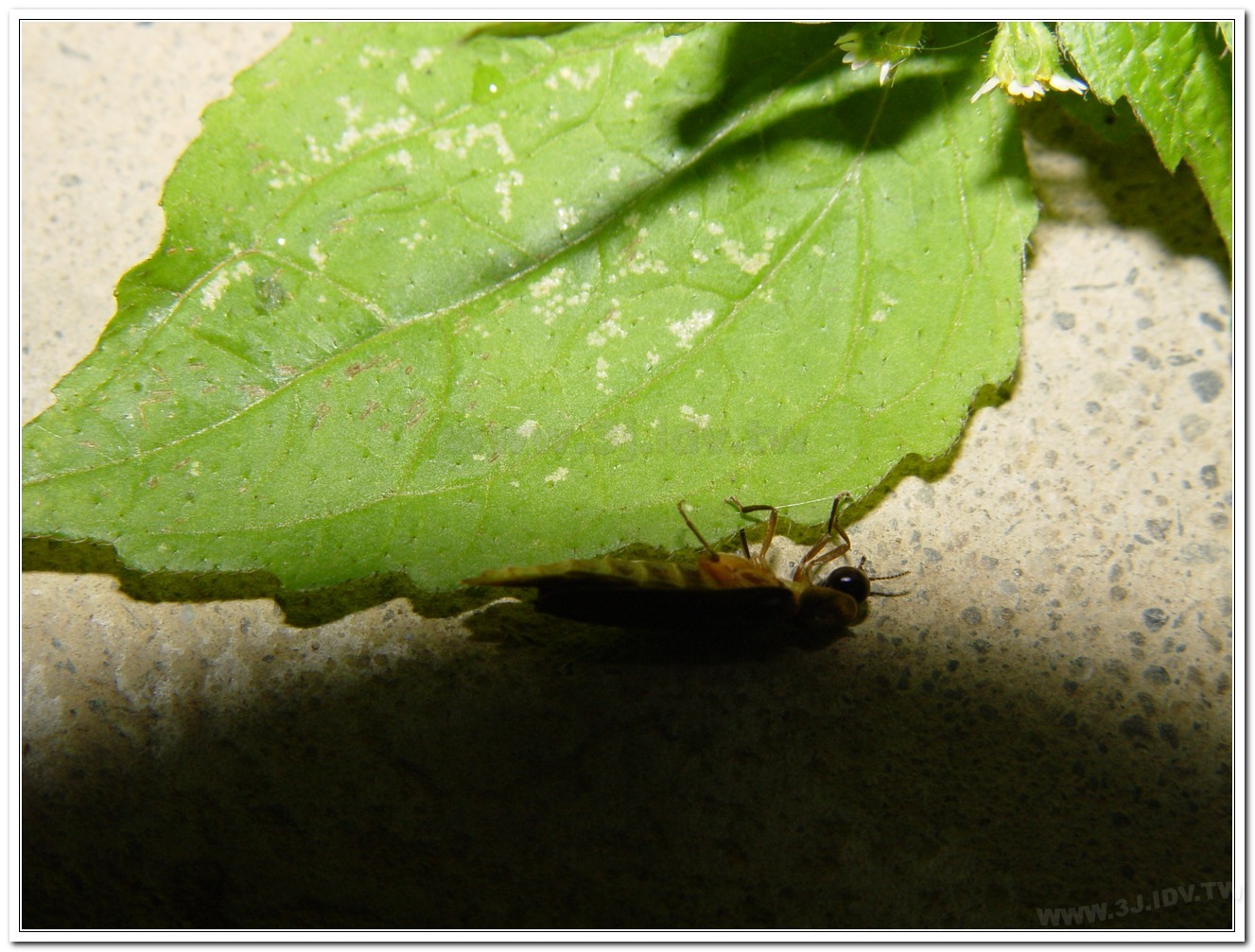 雲南扁螢(Lucidina accensa)