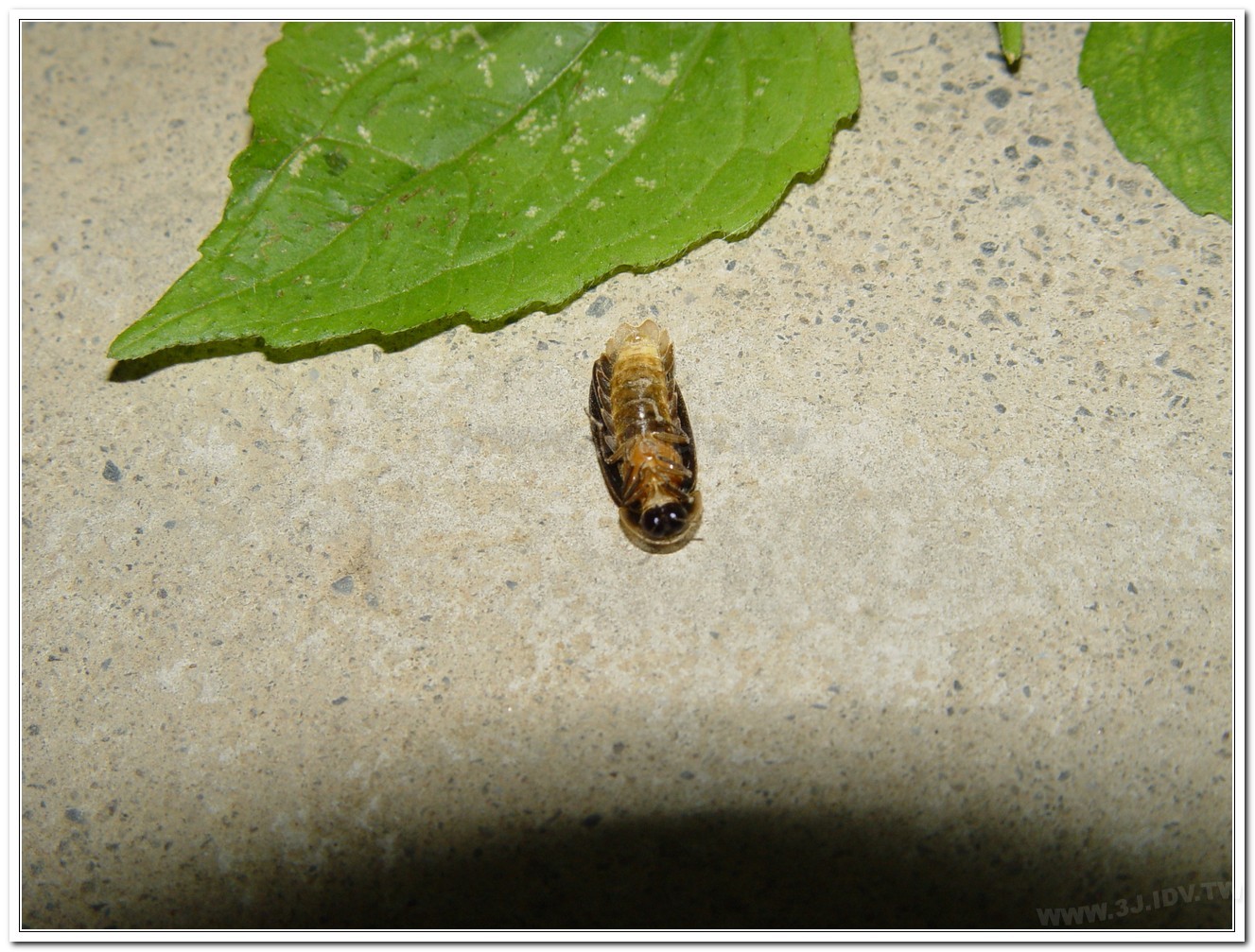 雲南扁螢(Lucidina accensa)