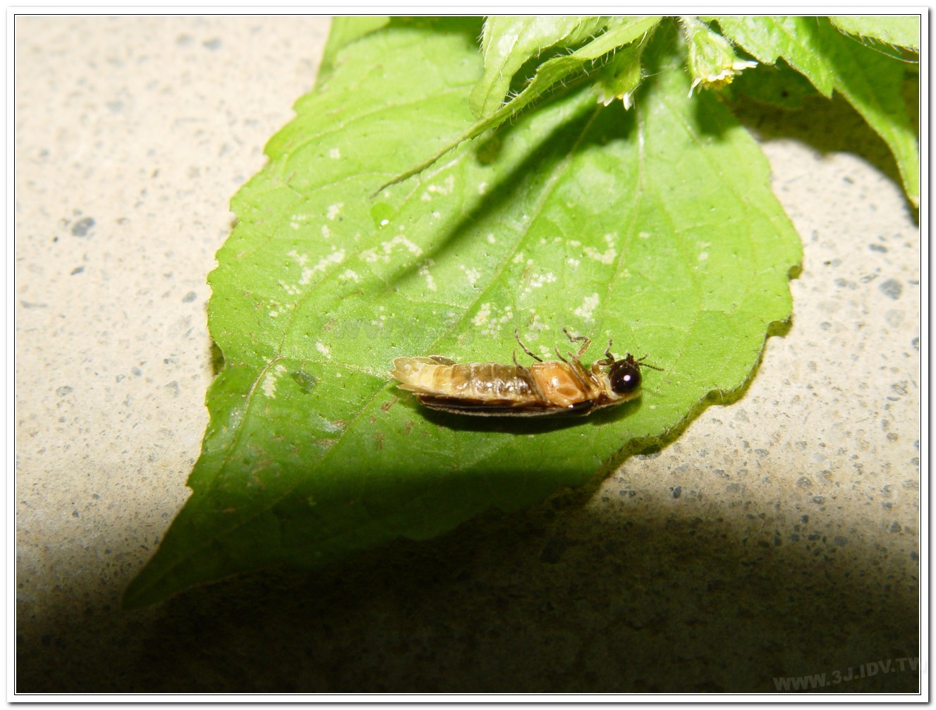 雲南扁螢(Lucidina accensa)