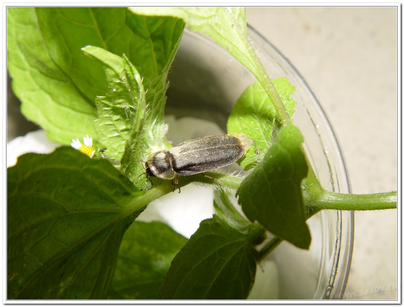 雲南扁螢(Lucidina accensa)