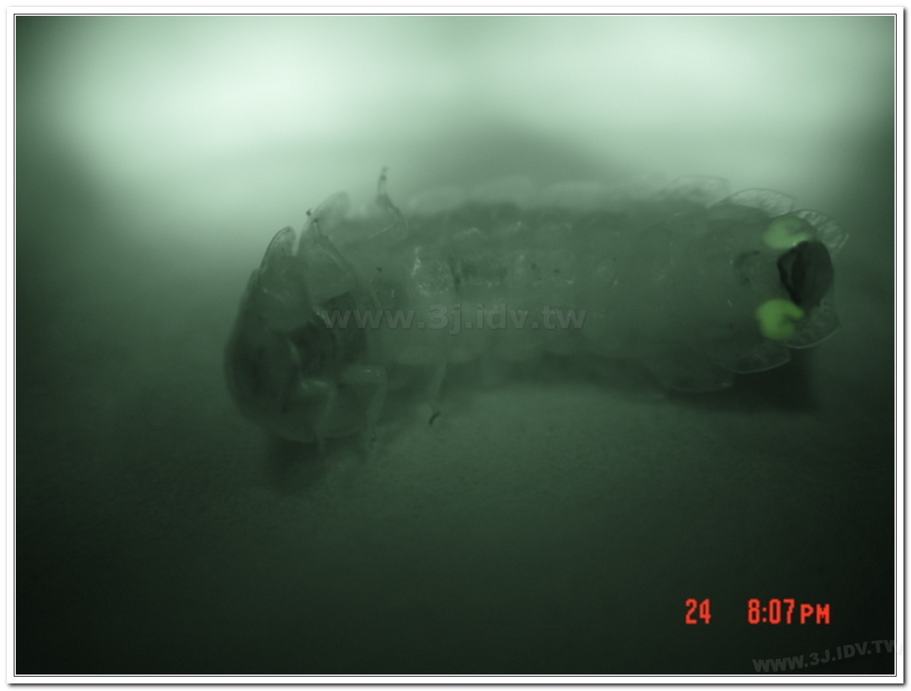 雲南扁螢(Lucidina accensa)