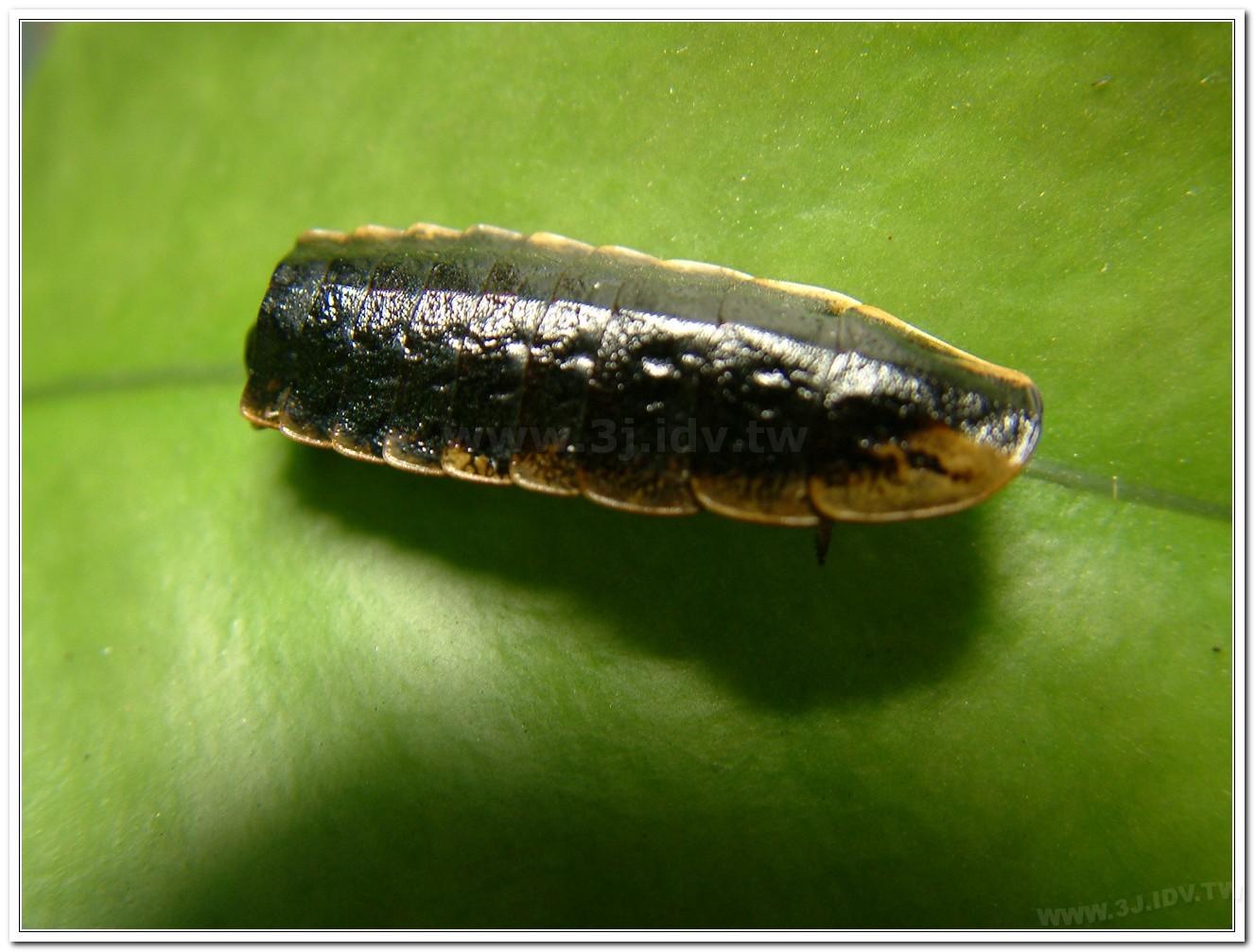 雲南扁螢(Lucidina accensa)