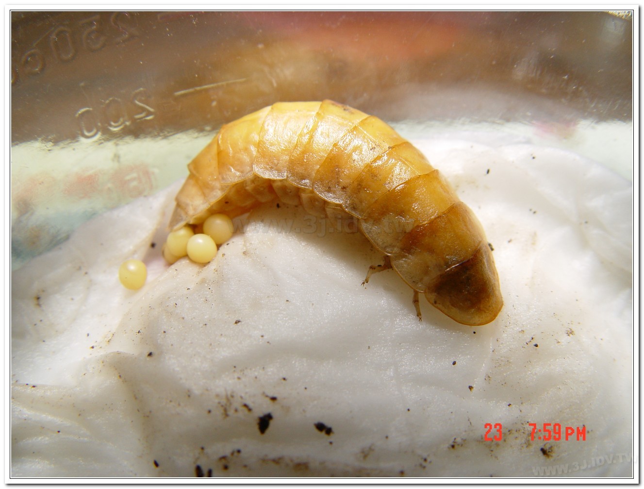 雲南扁螢(Lucidina accensa)