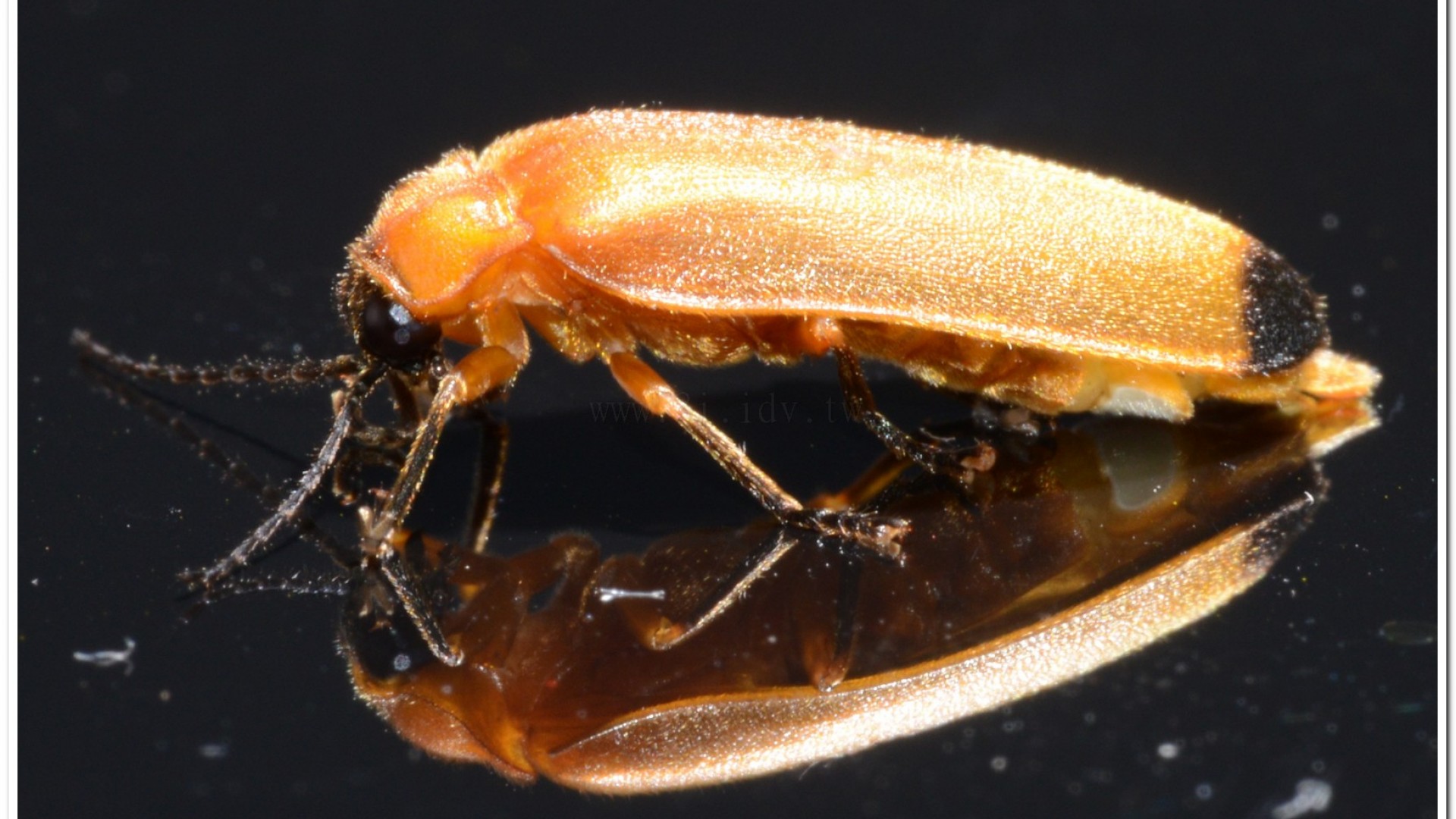 大端黑螢(Luciola anceyi )