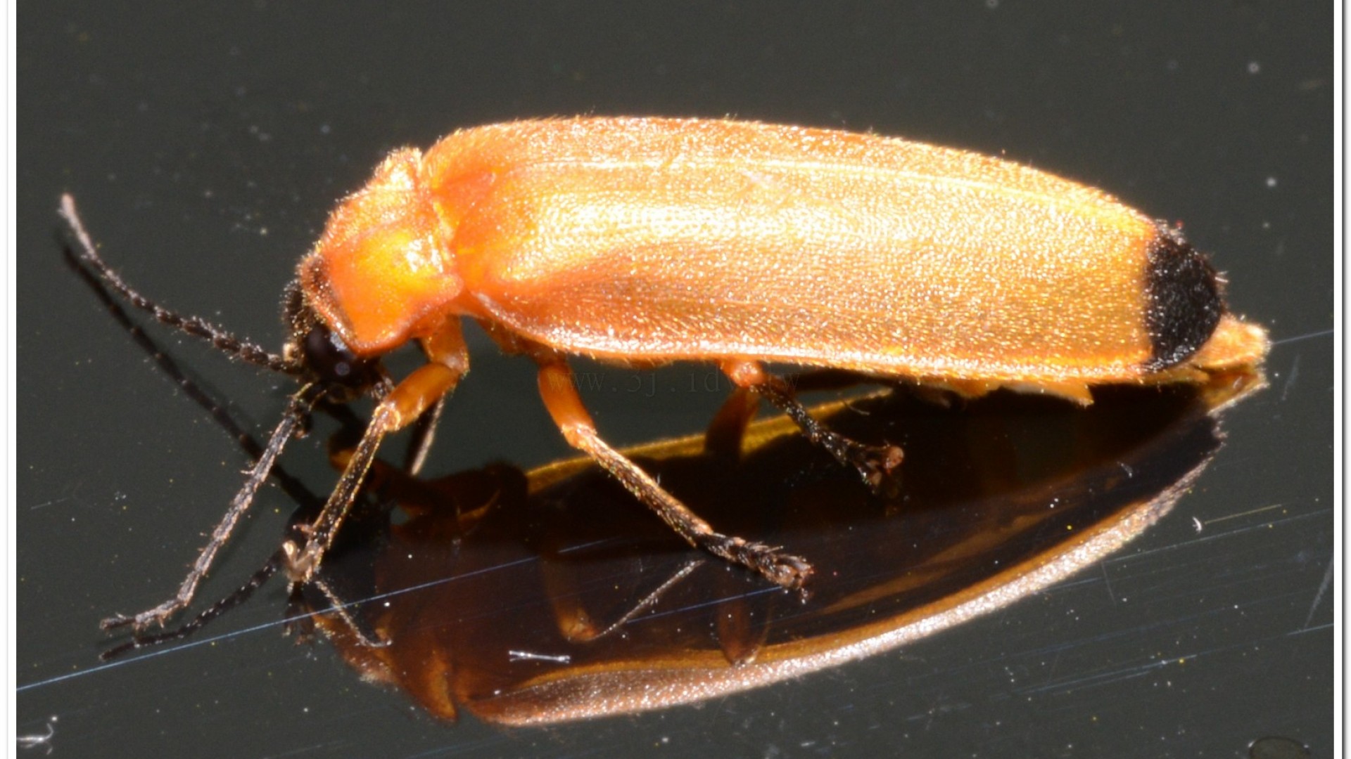 大端黑螢(Luciola anceyi )