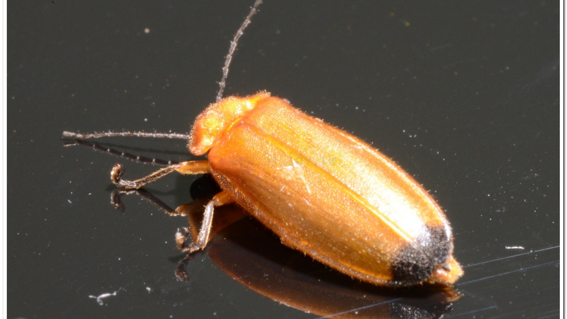 大端黑螢(Luciola anceyi )