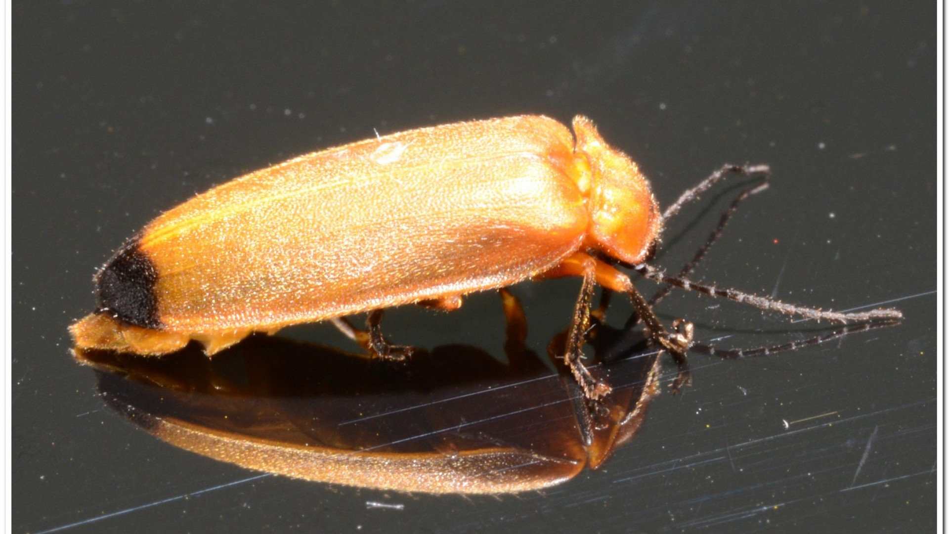 大端黑螢(Luciola anceyi )