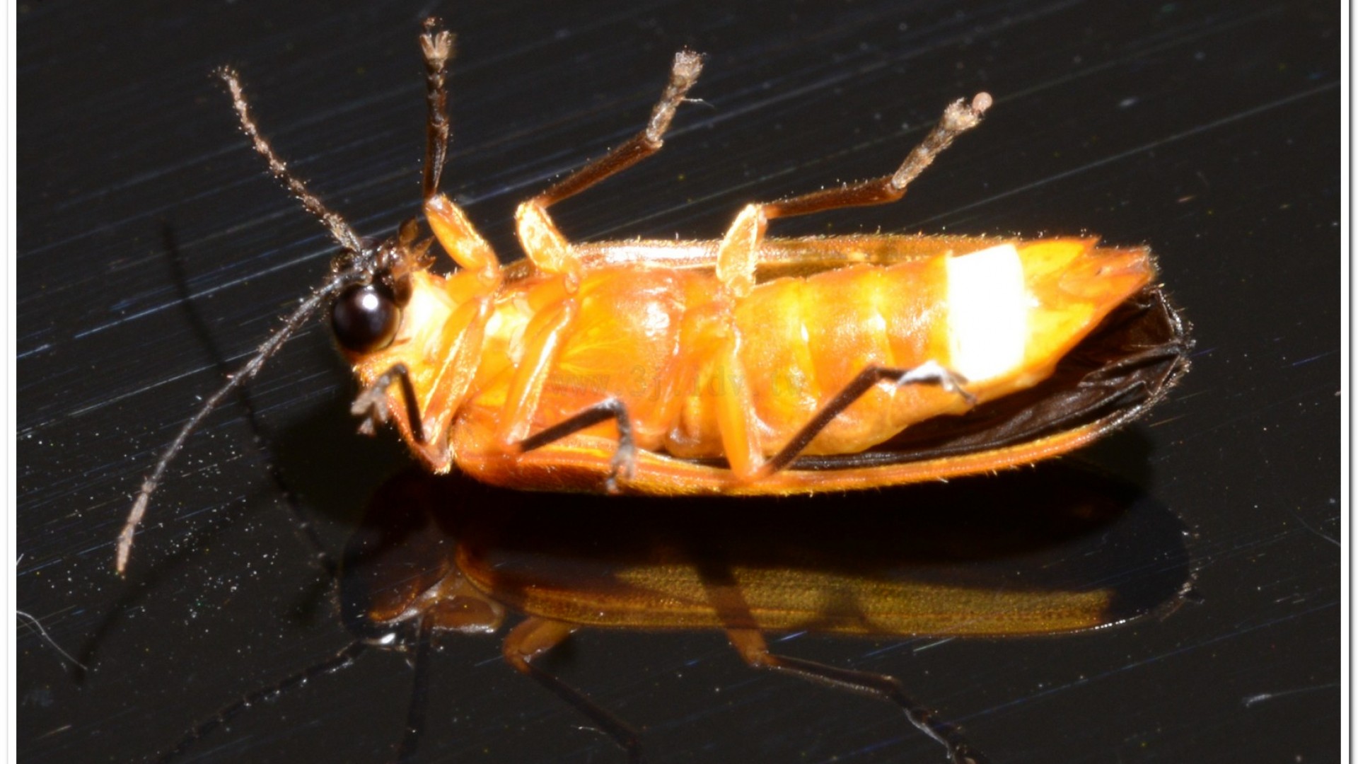 大端黑螢(Luciola anceyi )