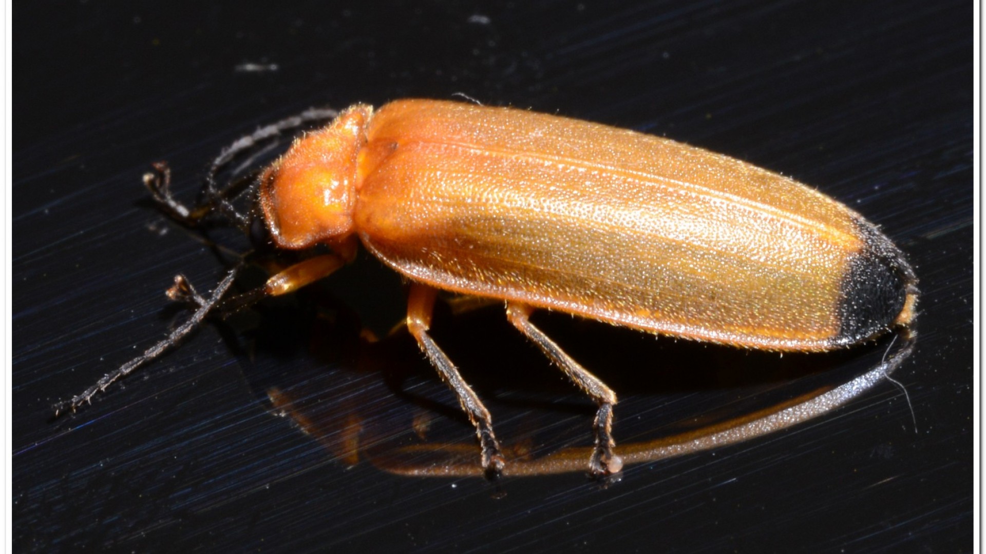 大端黑螢(Luciola anceyi )