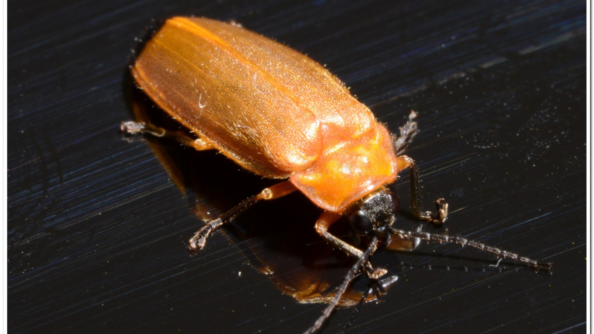 大端黑螢(Luciola anceyi )