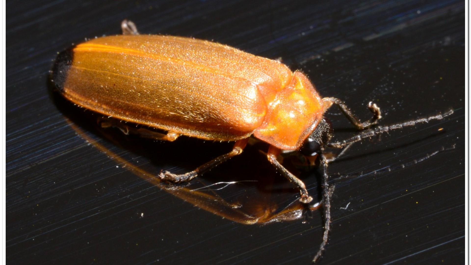 大端黑螢(Luciola anceyi )