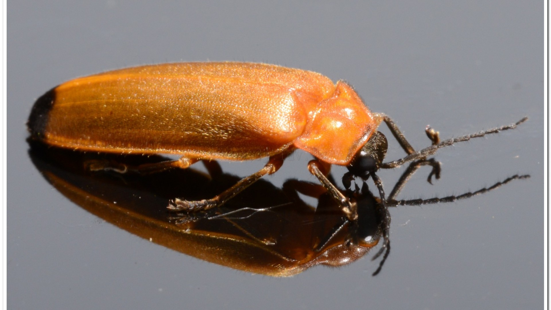 大端黑螢(Luciola anceyi )