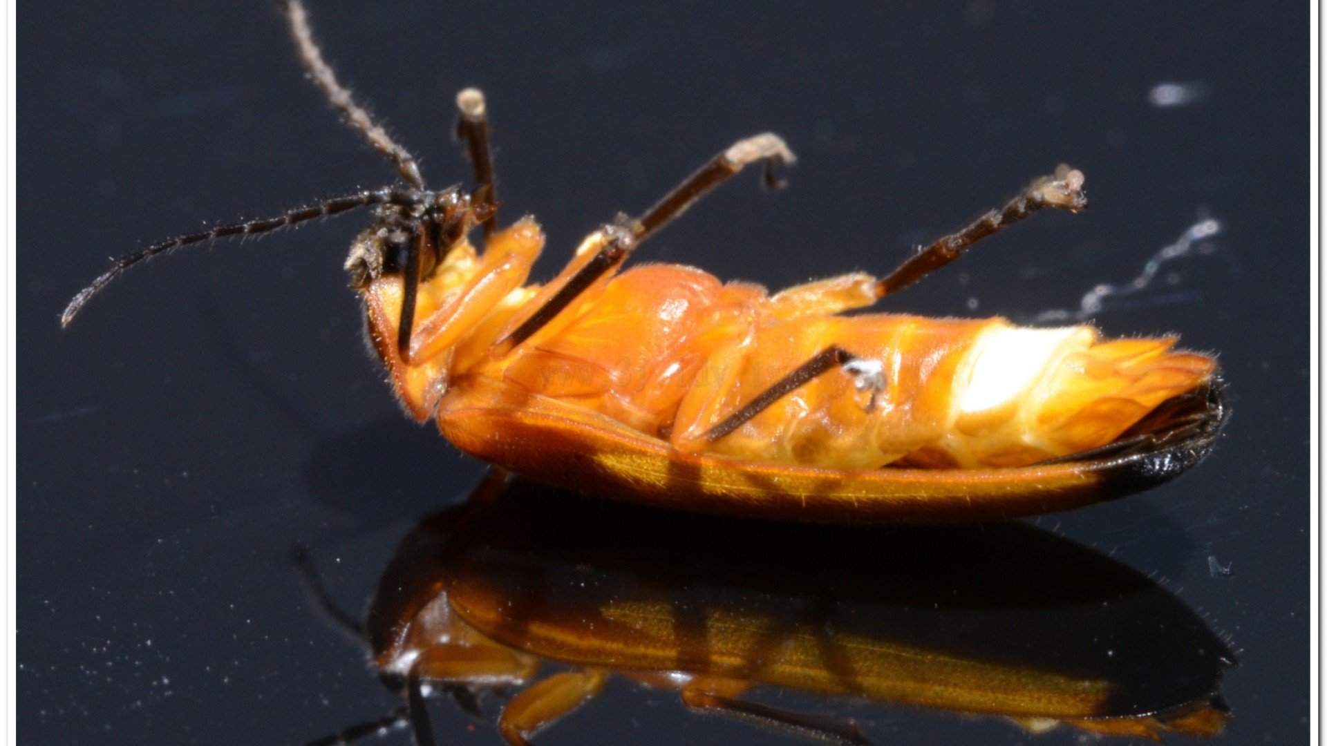 大端黑螢(Luciola anceyi )