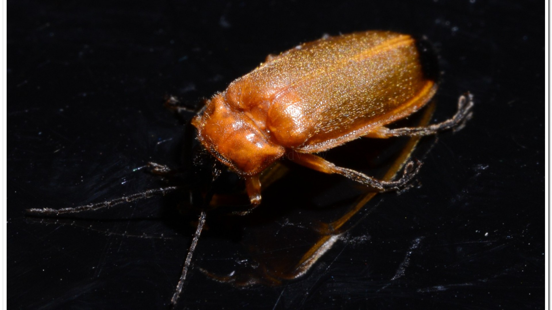 大端黑螢(Luciola anceyi )