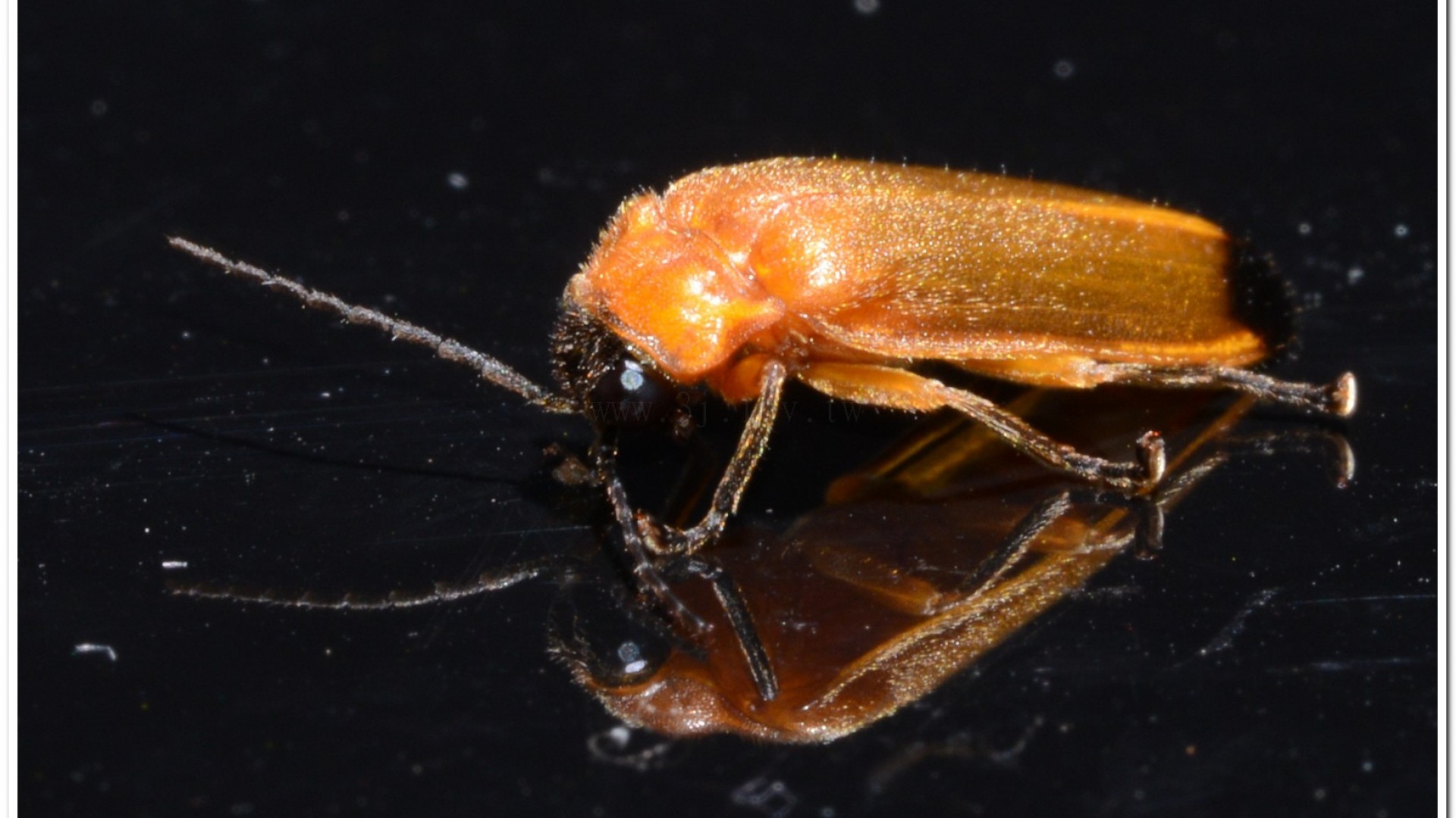 大端黑螢(Luciola anceyi )