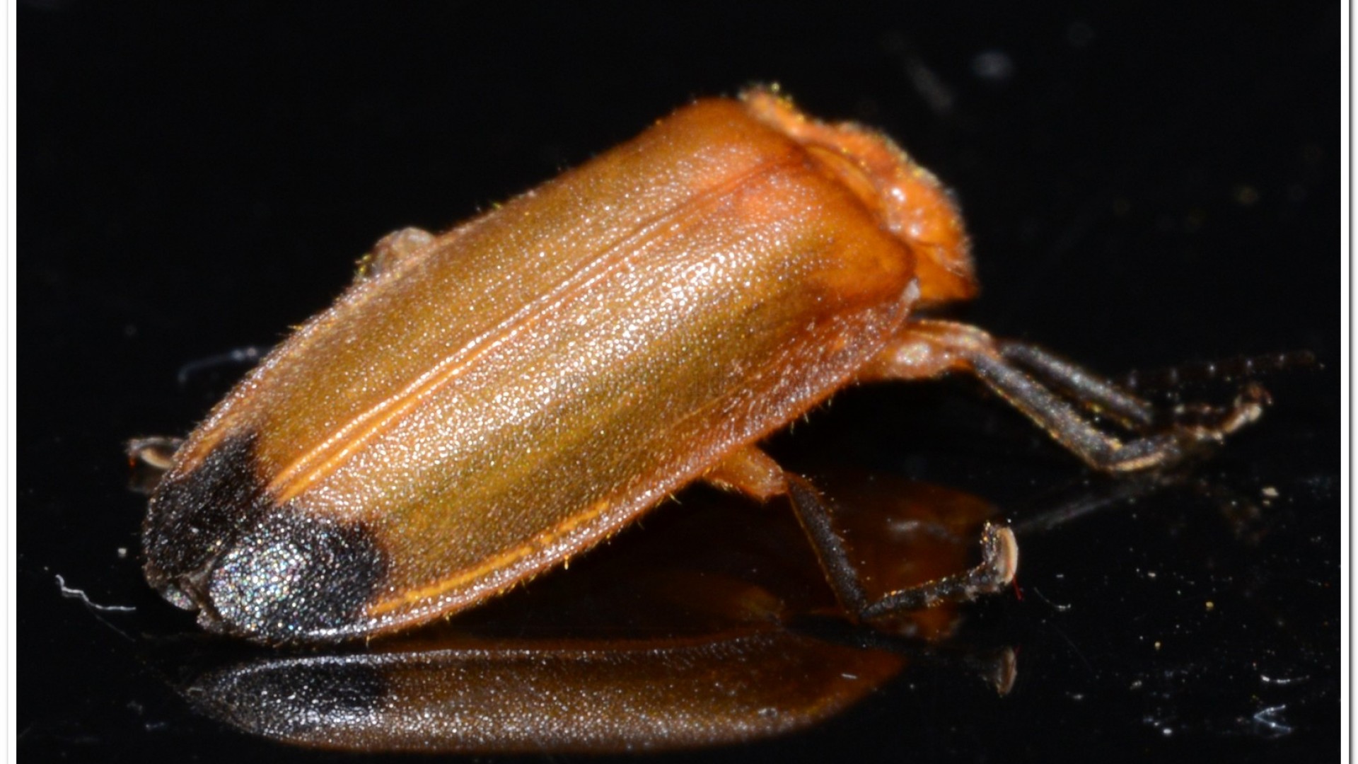 大端黑螢(Luciola anceyi )