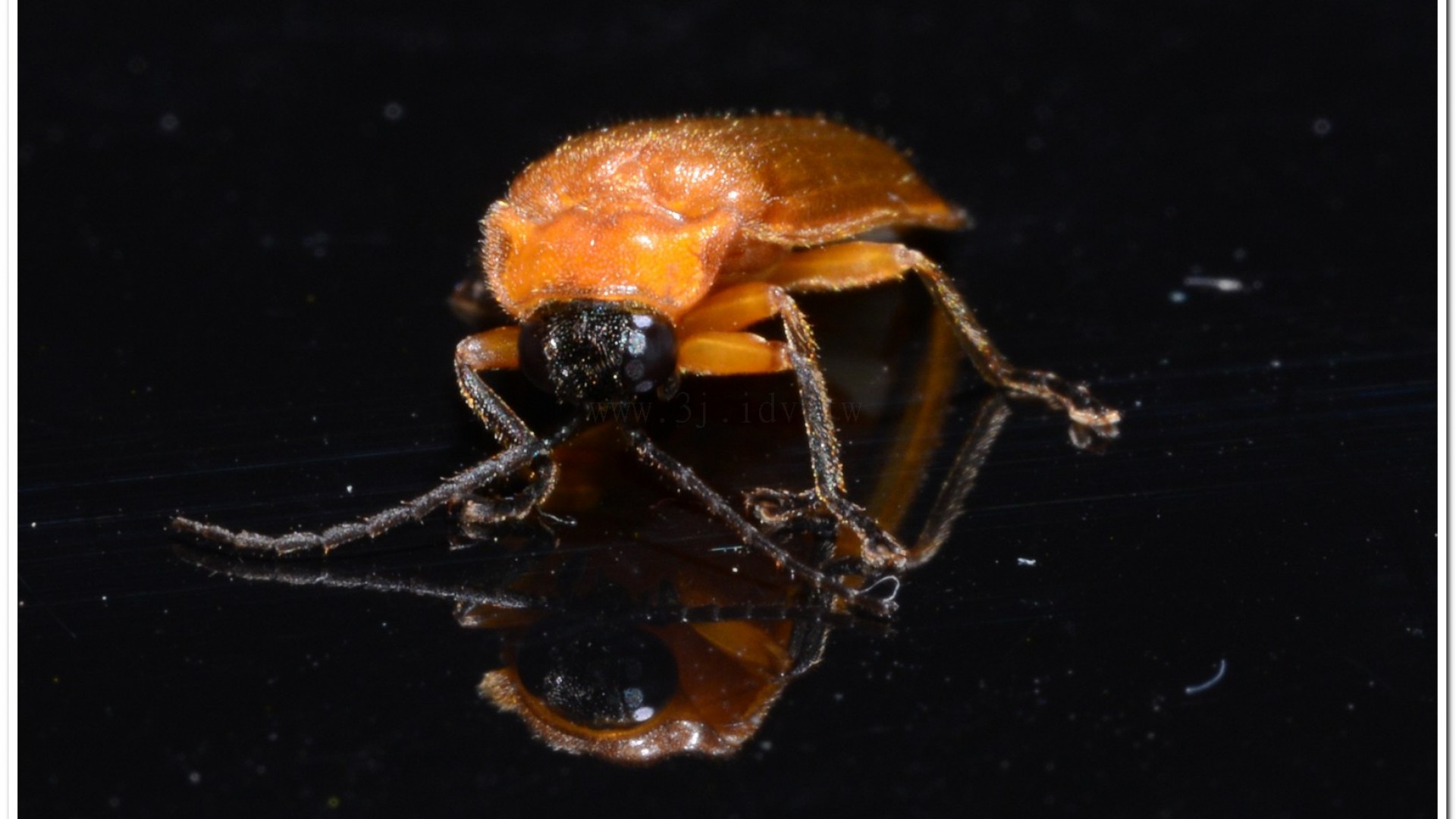 大端黑螢(Luciola anceyi )