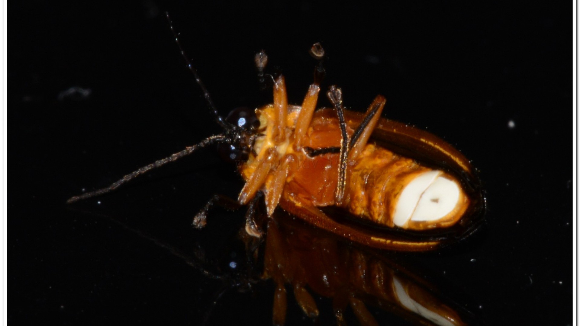 大端黑螢(Luciola anceyi )