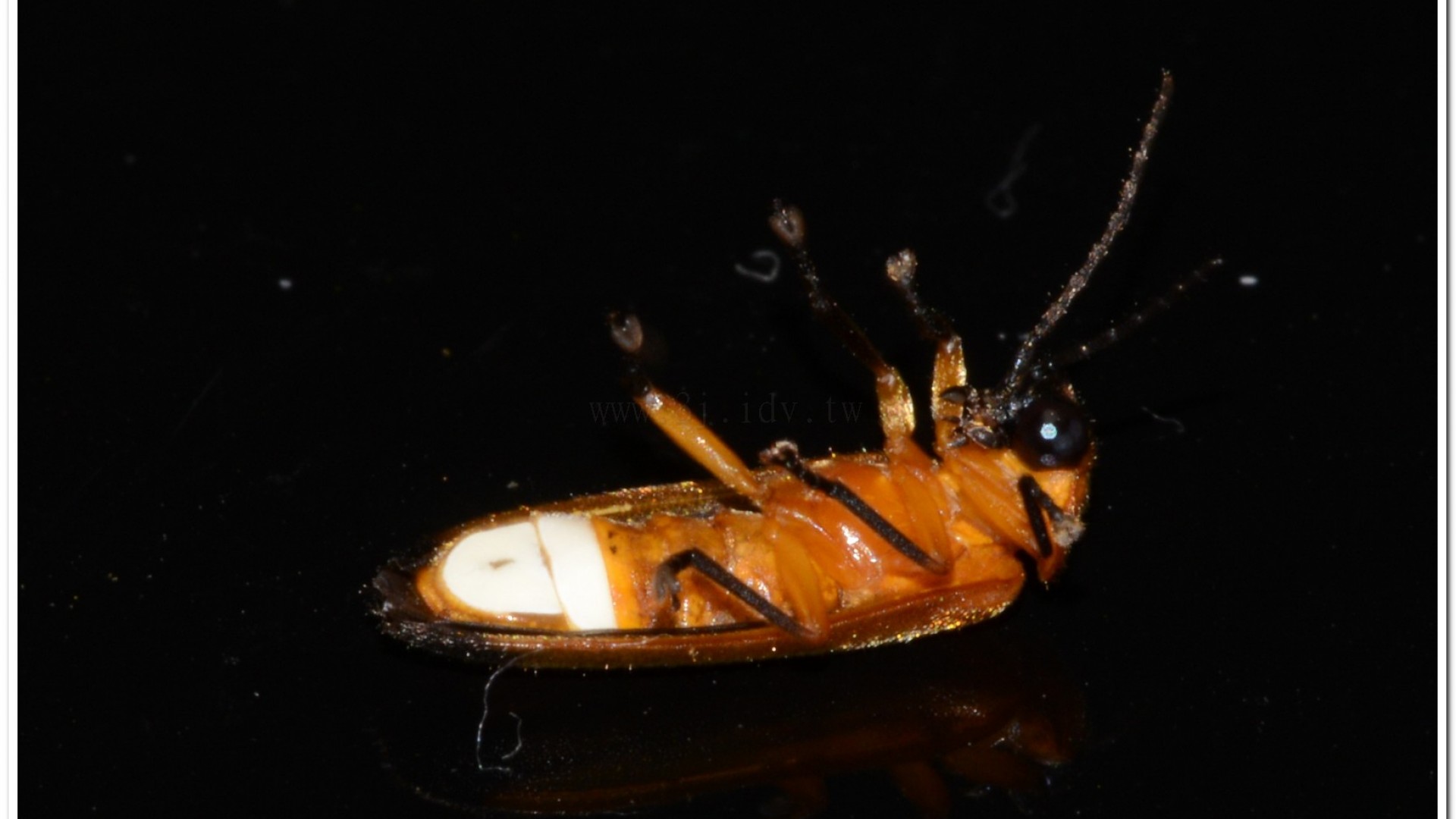 大端黑螢(Luciola anceyi )