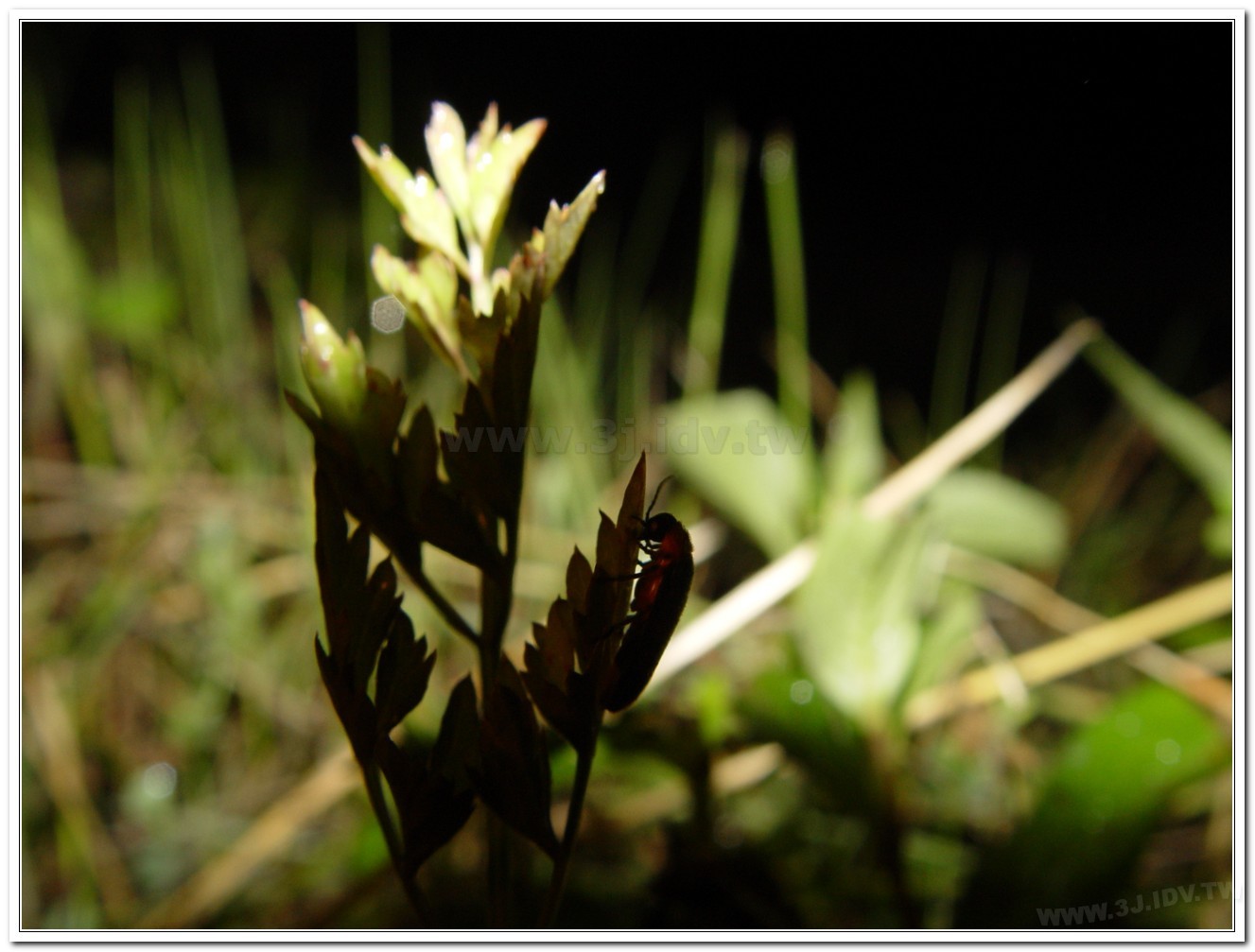 黑翅螢(Luciola cerata)