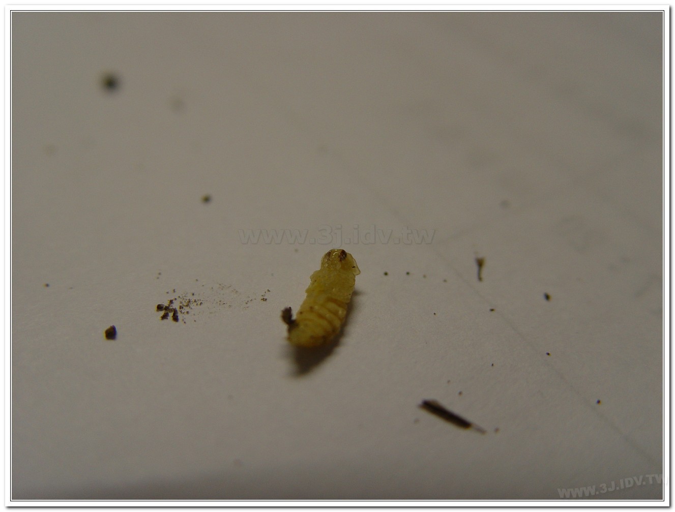 黑翅螢(Luciola cerata)