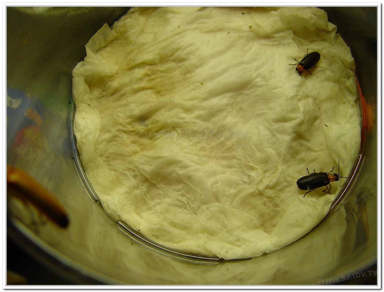 黑翅螢(Luciola cerata)