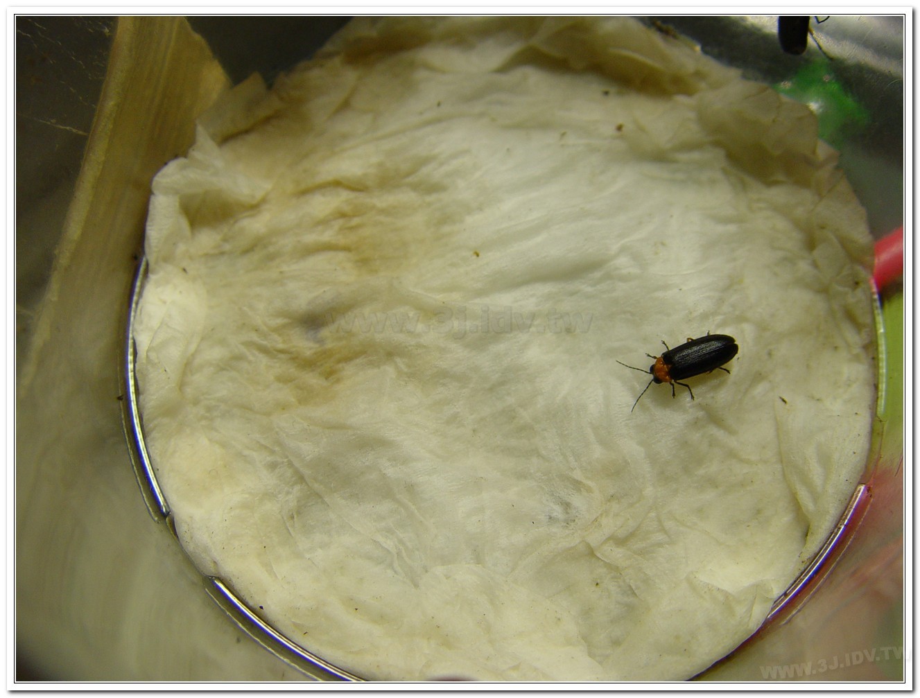 黑翅螢(Luciola cerata)