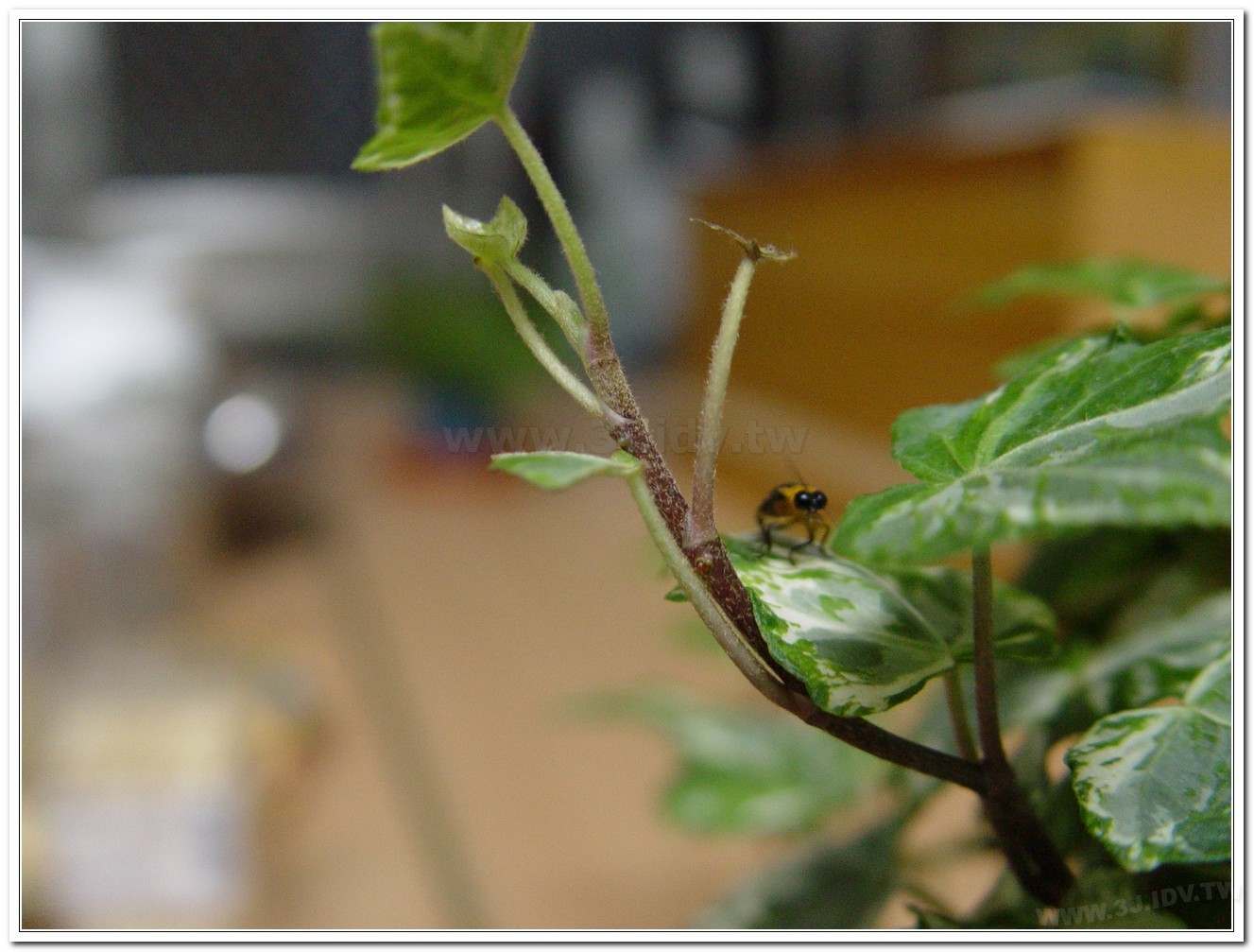 黑翅螢(Luciola cerata)