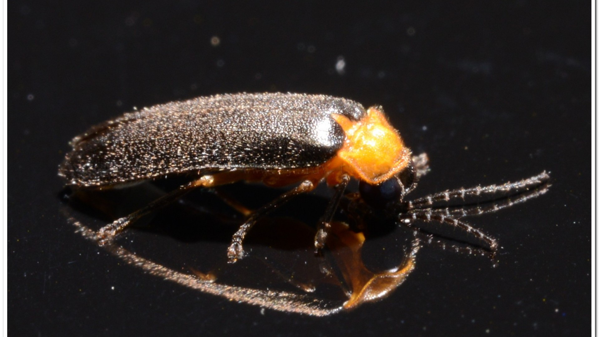 黑翅螢(Luciola cerata)