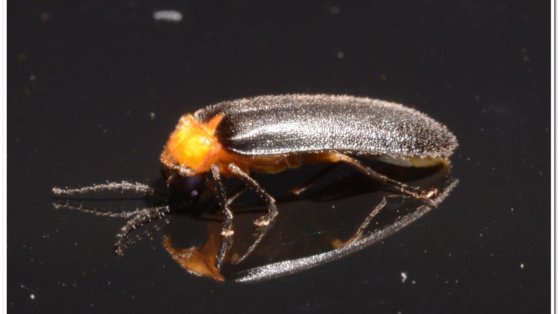黑翅螢(Luciola cerata)