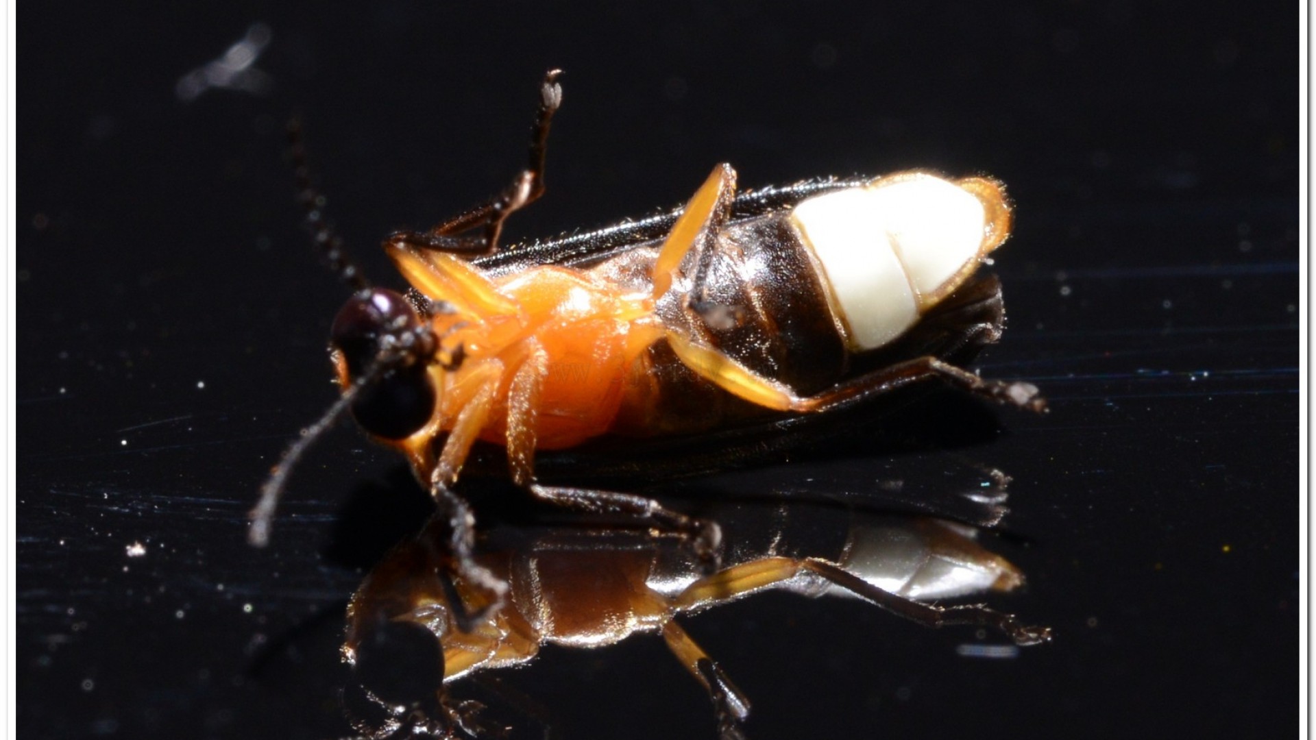 黑翅螢(Luciola cerata)