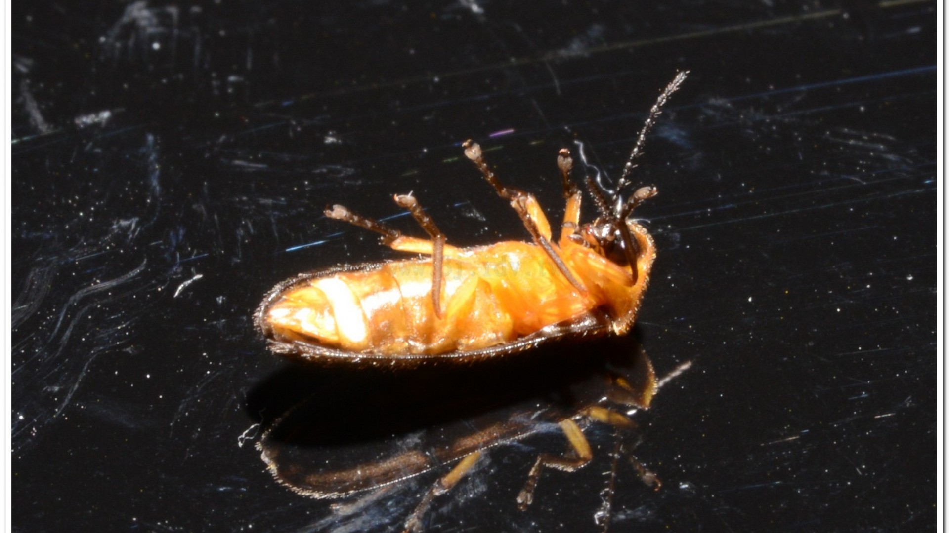 黑翅螢(Luciola cerata)