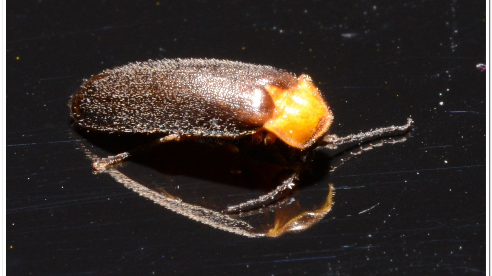 黑翅螢(Luciola cerata)