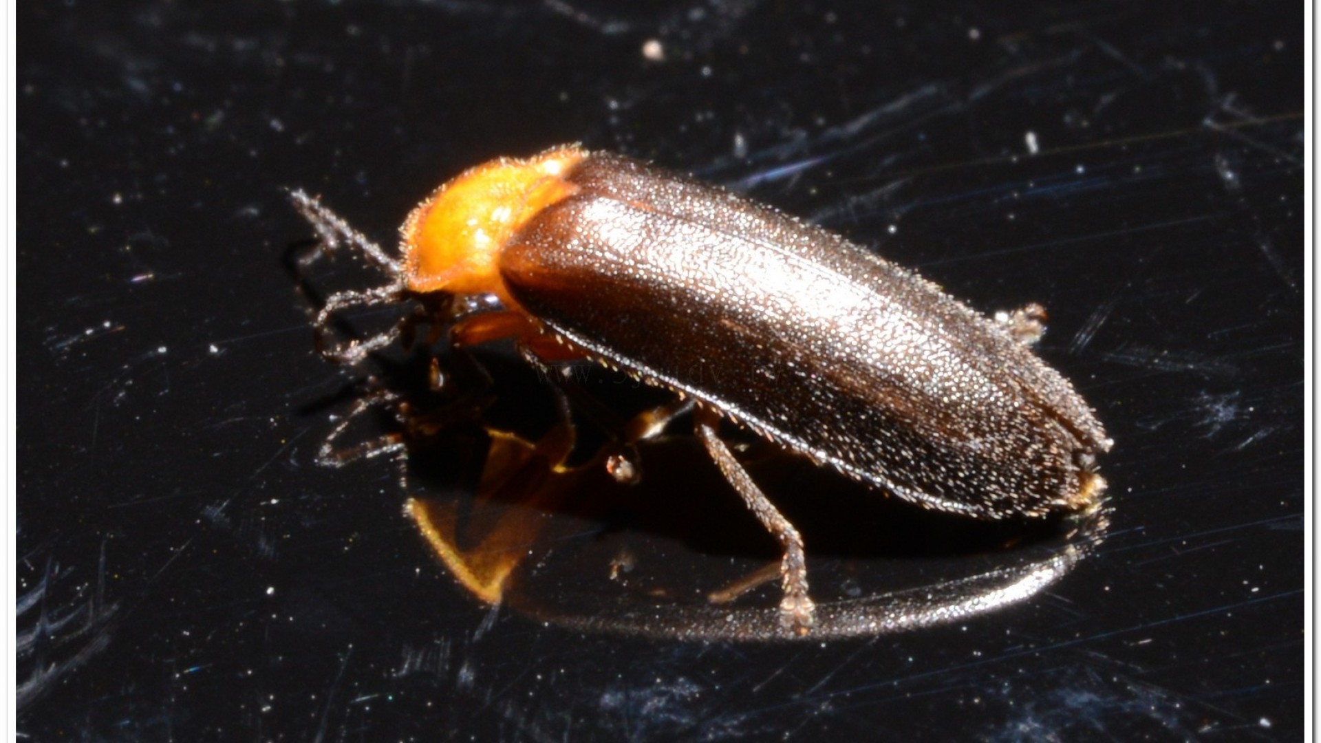 黑翅螢(Luciola cerata)