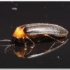 黑翅螢(Luciola cerata)