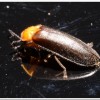 黑翅螢(Luciola cerata)