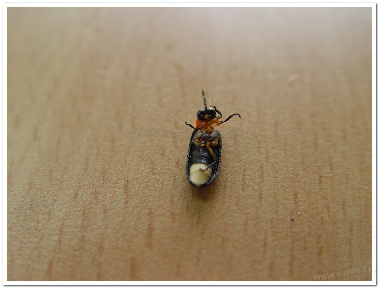 紅胸黑翅螢(Luciola kagiana)