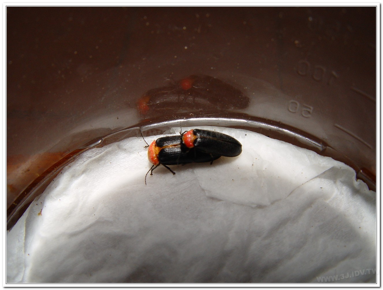 紅胸黑翅螢(Luciola kagiana)