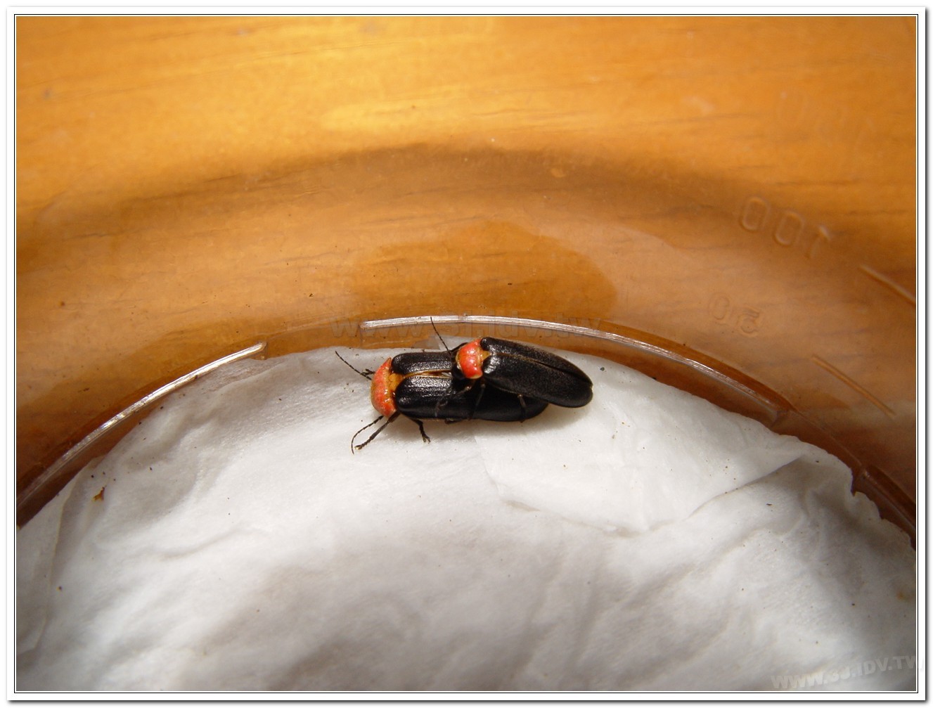 紅胸黑翅螢(Luciola kagiana)