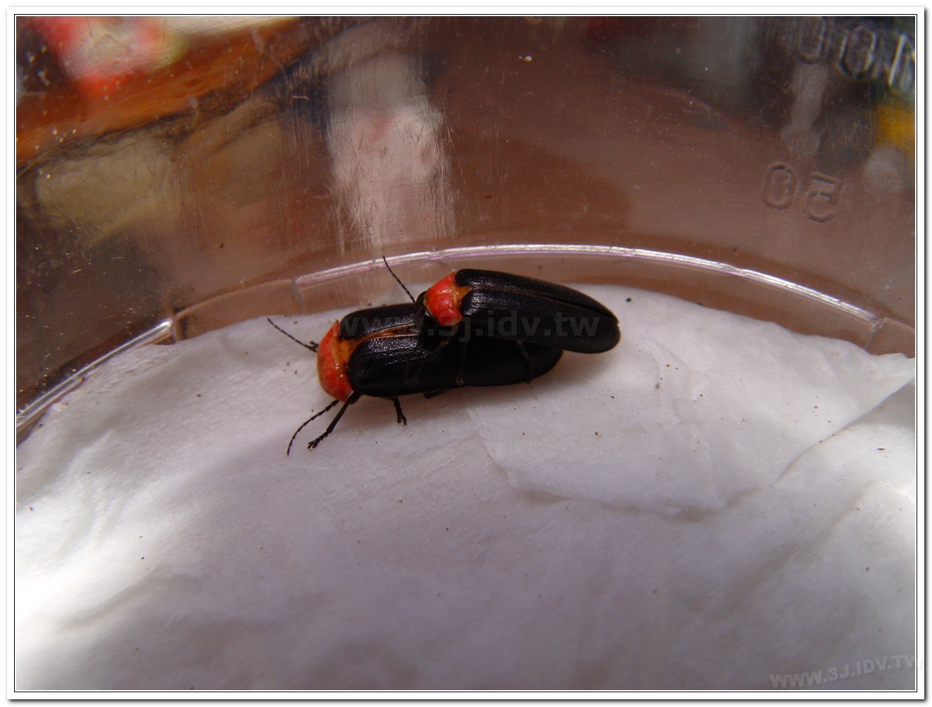 紅胸黑翅螢(Luciola kagiana)